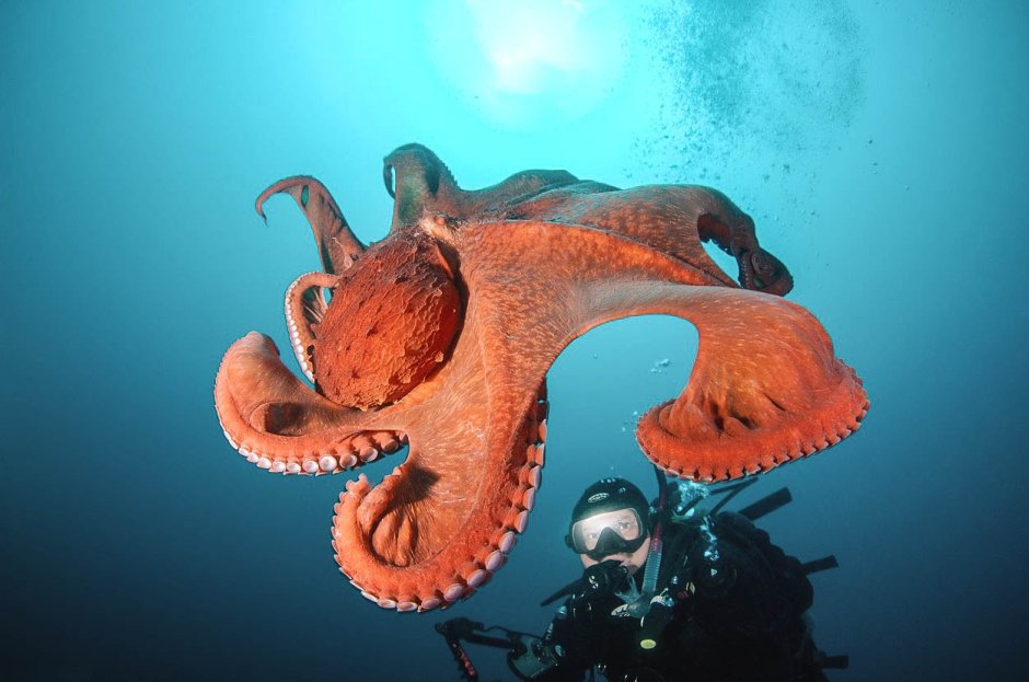 Сколько стоит гигантский осьминог перевертыш