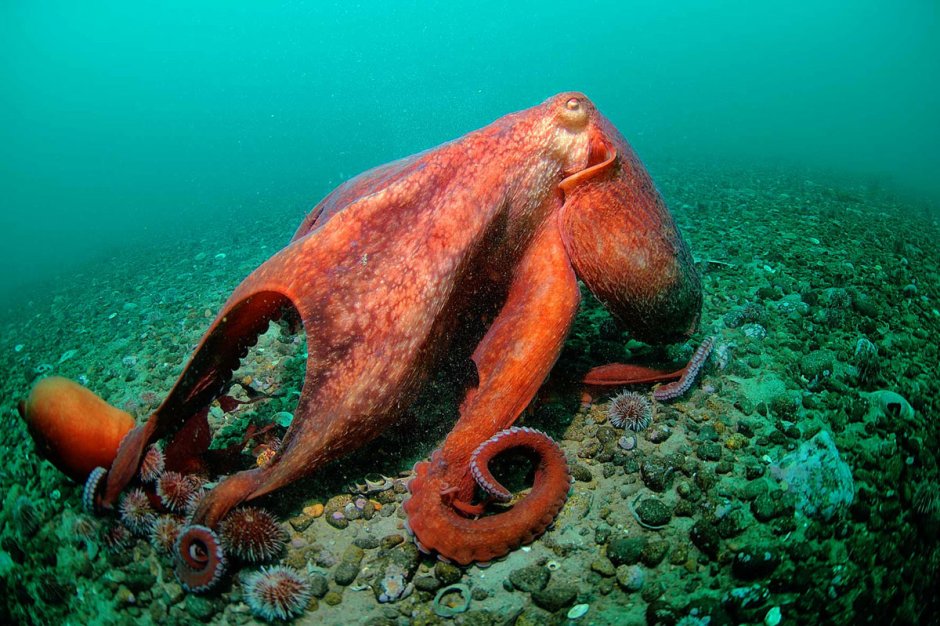 Гигантский осьминог убийца Кракен