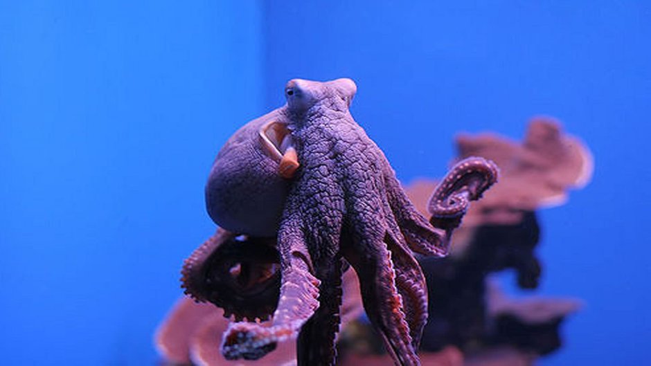 Осьминоги занесенные в красную книгу