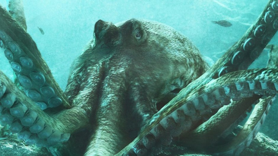 Гигантский осьминог Кракен. Морское чудовище.