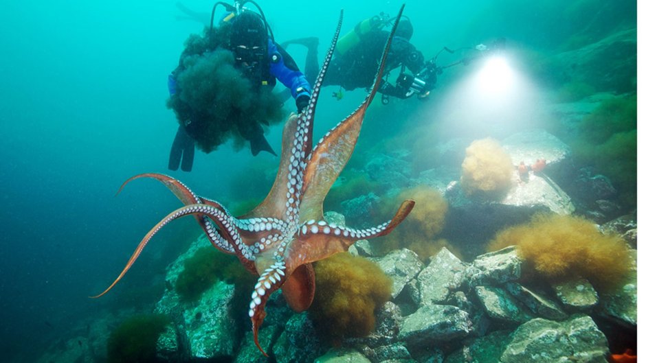 Гигантский осьминог (Enteroctopus dofleini)