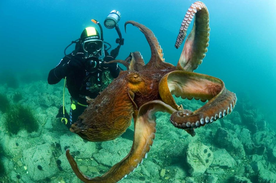 Безглазый глубоководный осьминог