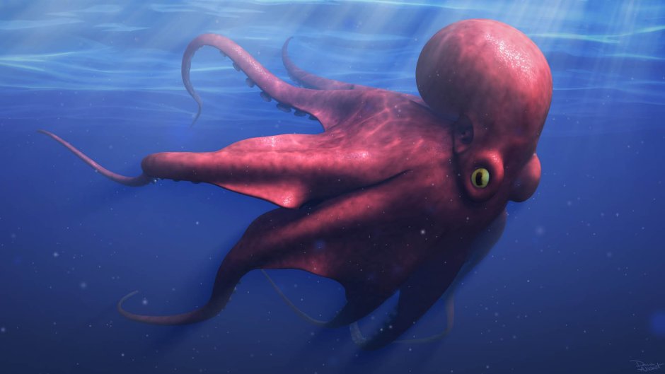 Осьминог в Атлантическом океане