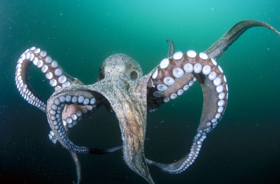 Осьминог National Geographic