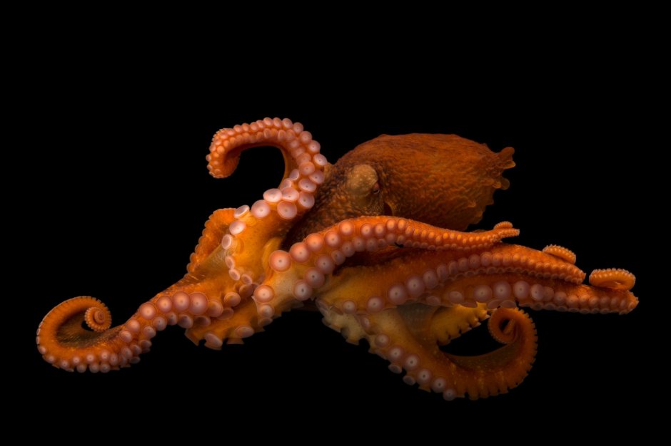 Осьминог Джильберта