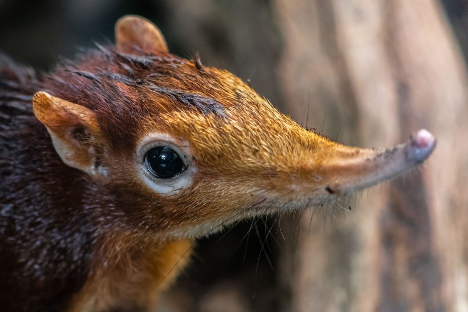 Длинноухий прыгунчик (Elephant Shrew)