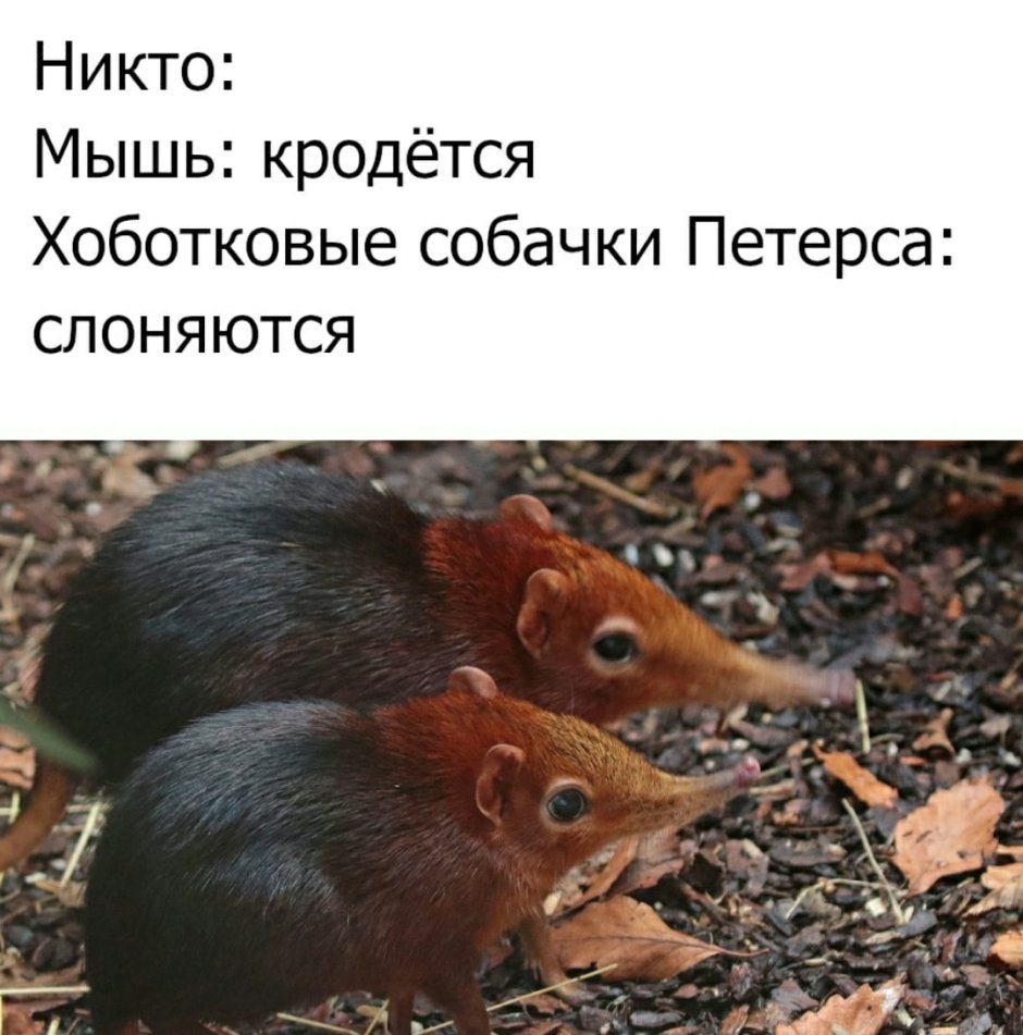 Rhynchocyon udzungwensis
