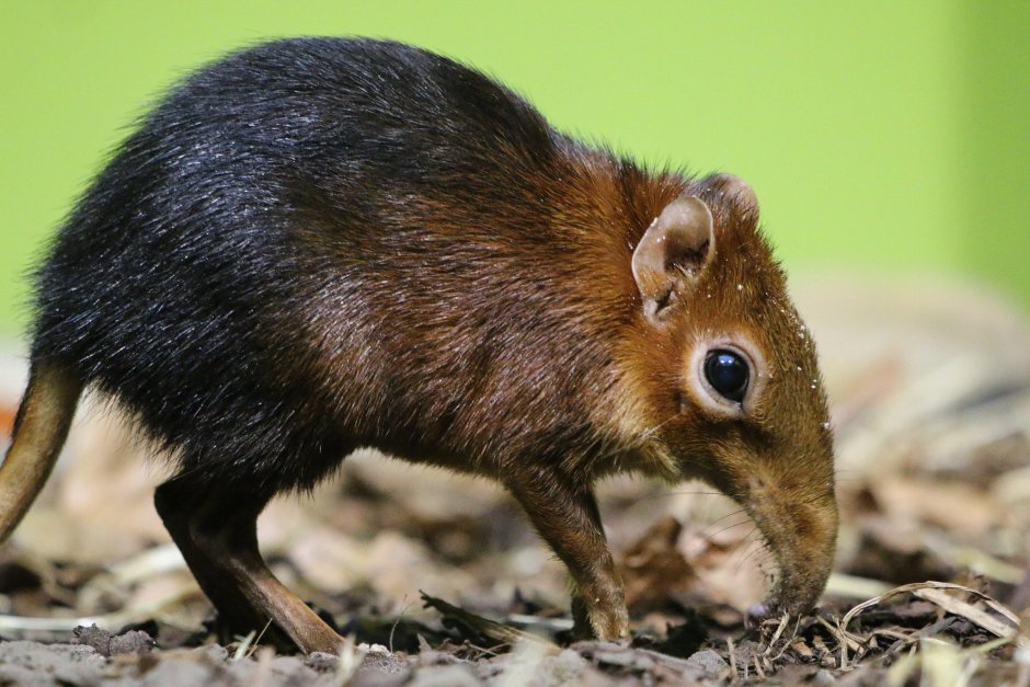 Petrodromus tetradactylus животные