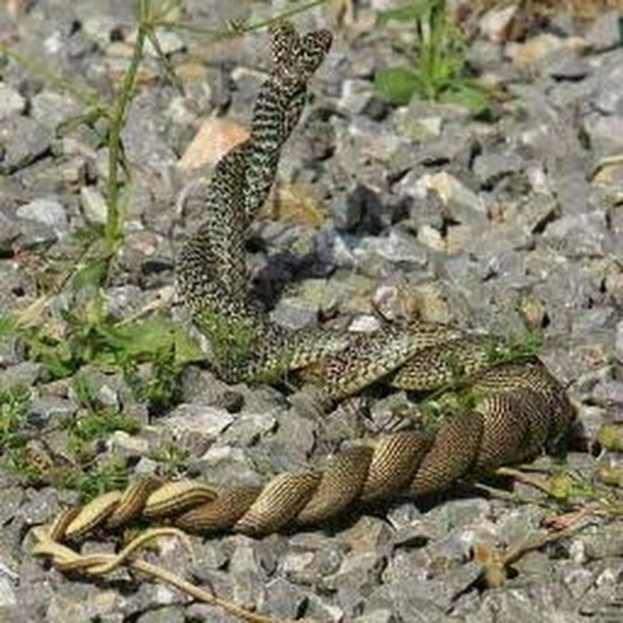 Змея Семибратка