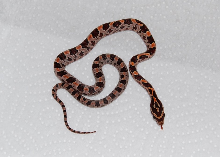 Окрас змеи паттерн