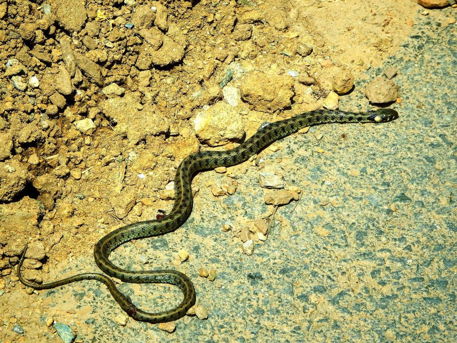 Поскок змея