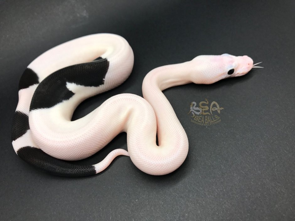 Королевский питон pied