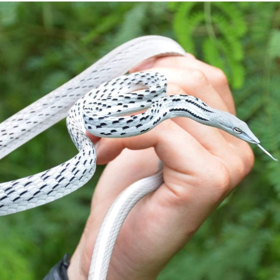 Змея длиннорылая плетевидка