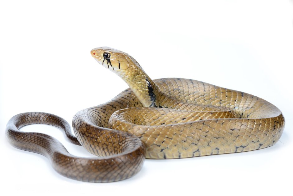 Змеи белые