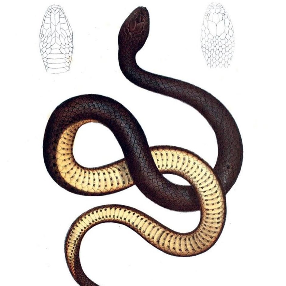 Змея вытянутая рисунок