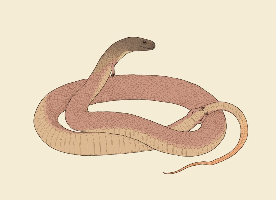 Tetrapodophis amplectus