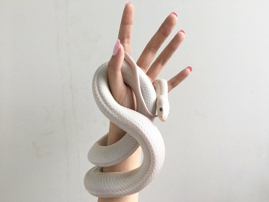 Змея на руке