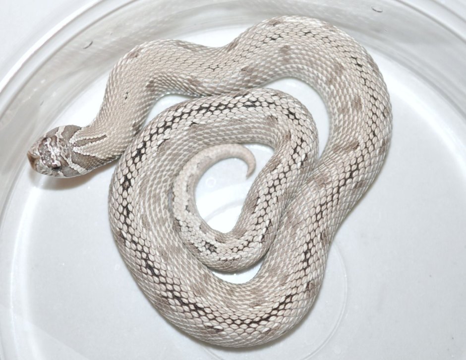 Полоз серебристый