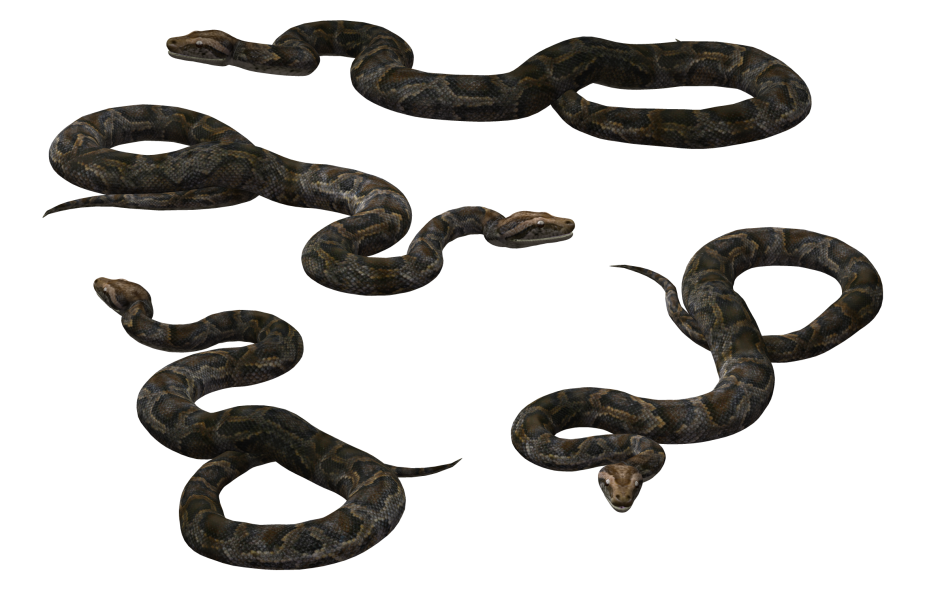 Гадюка на прозрачном фоне