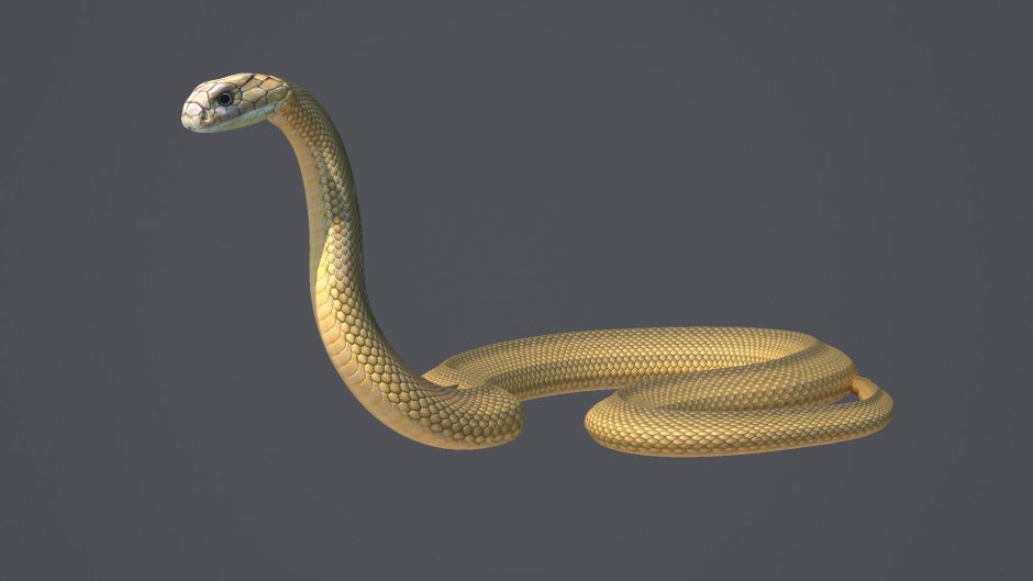 Cobra 3d model