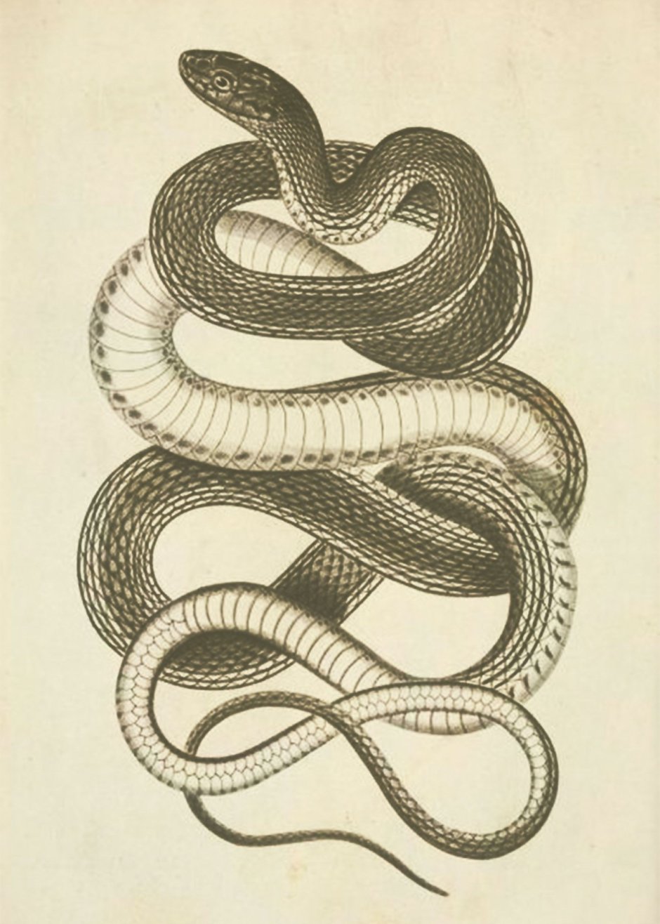 Змеи переплелись