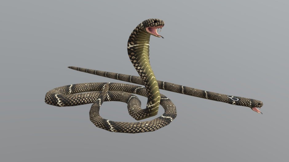Cobra 3d model