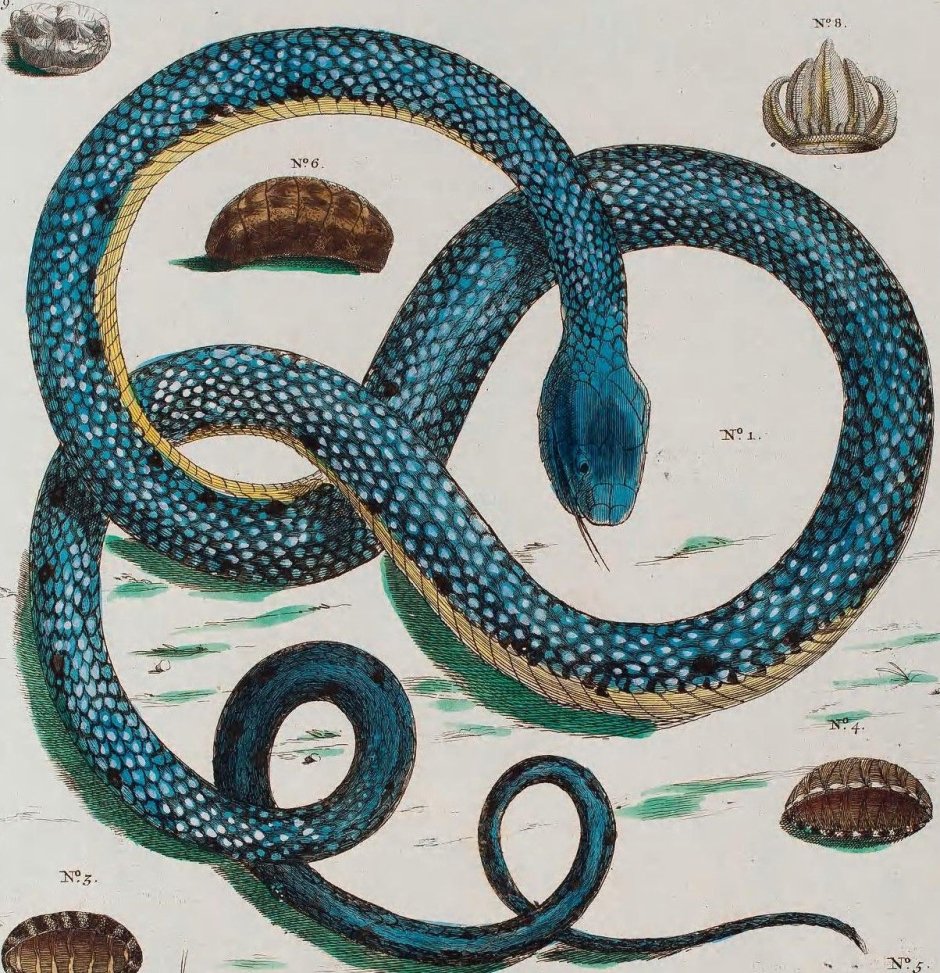 Змеи биология