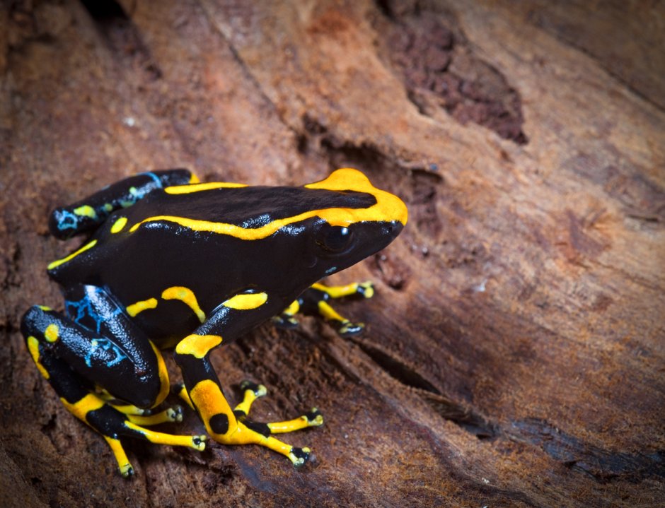 Dendrobates tinctorius alanis