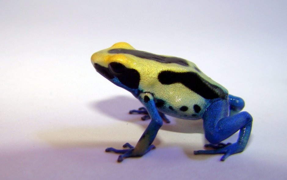 Dendrobates tinctorius Brazil
