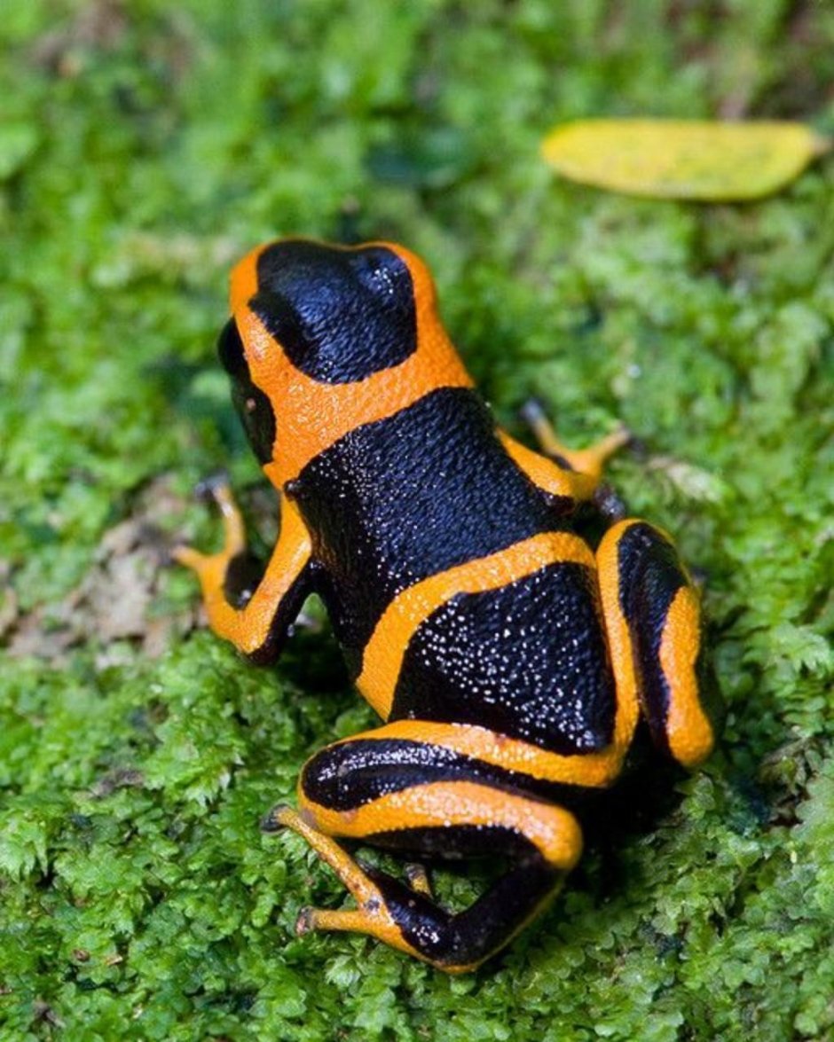 Ranitomeya summersi