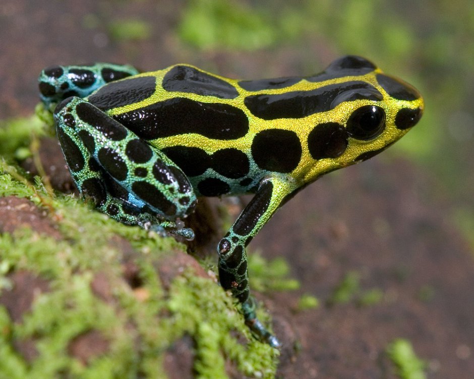 Пятнистая ядовитая лягушка (Ranitomeya variabilis)