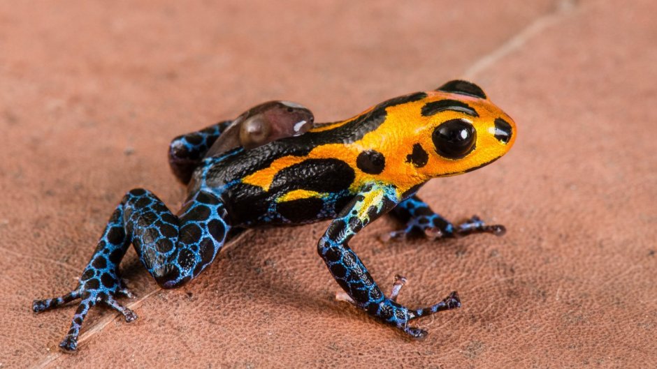 Ranitomeya Imitator