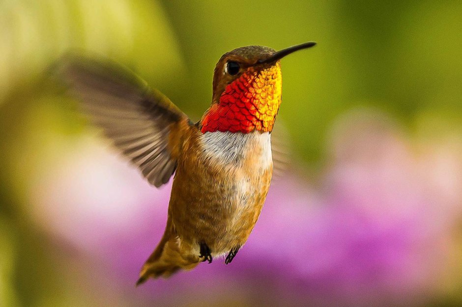 Flying Birds