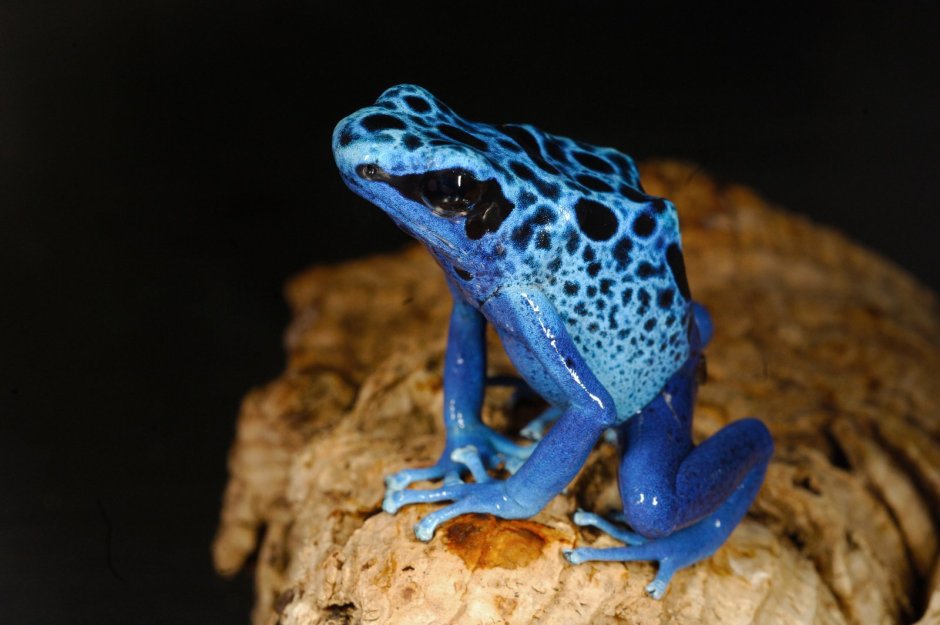 Пятнистый древолаз dendrobates tinctorius Azureus