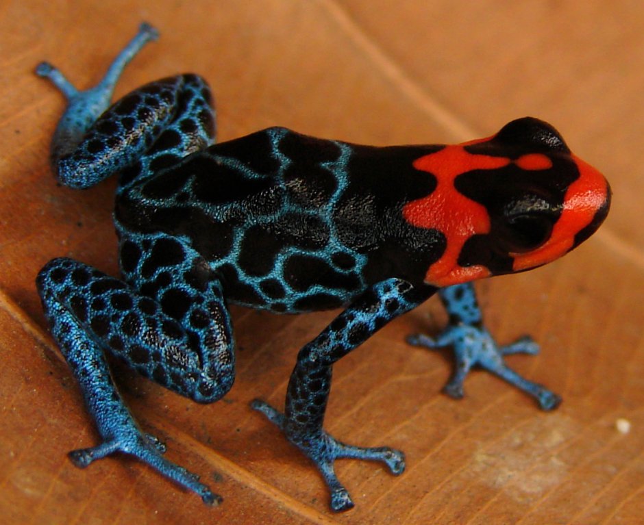 Dendrobates tinctorius «Matecho»