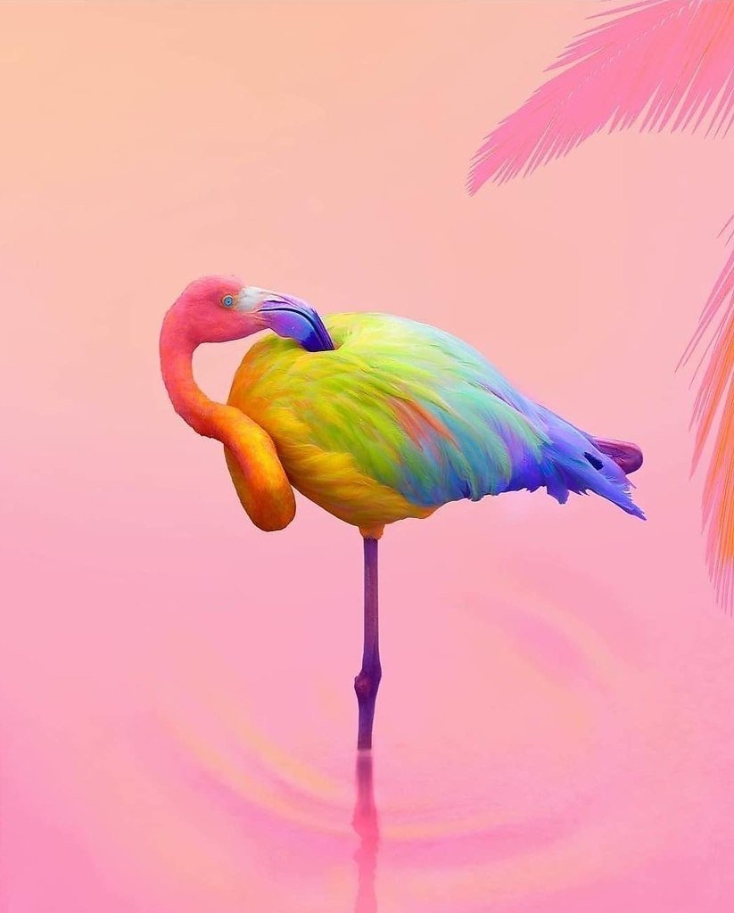Милые Фламинго