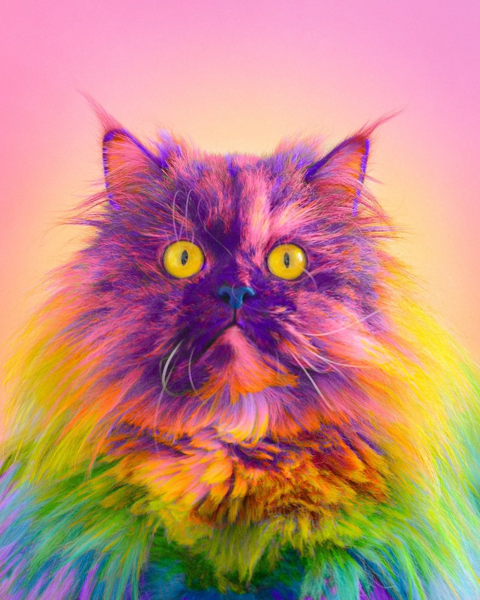 Радужный кот