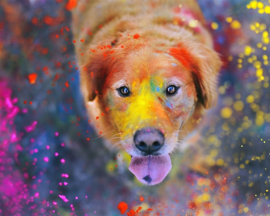 Красочные волки