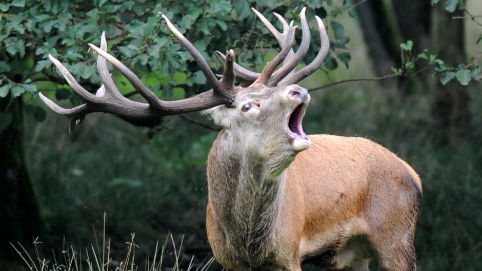 Оленей Cervus Campestris
