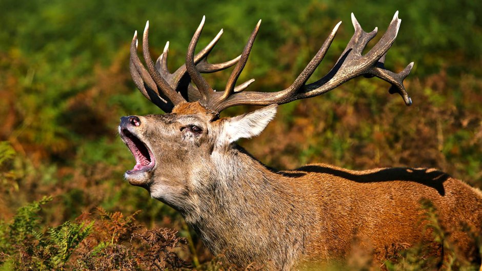 Благородный олень (Cervus elaphus)