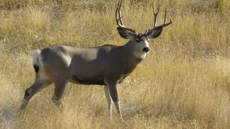 Mule Deer Buck