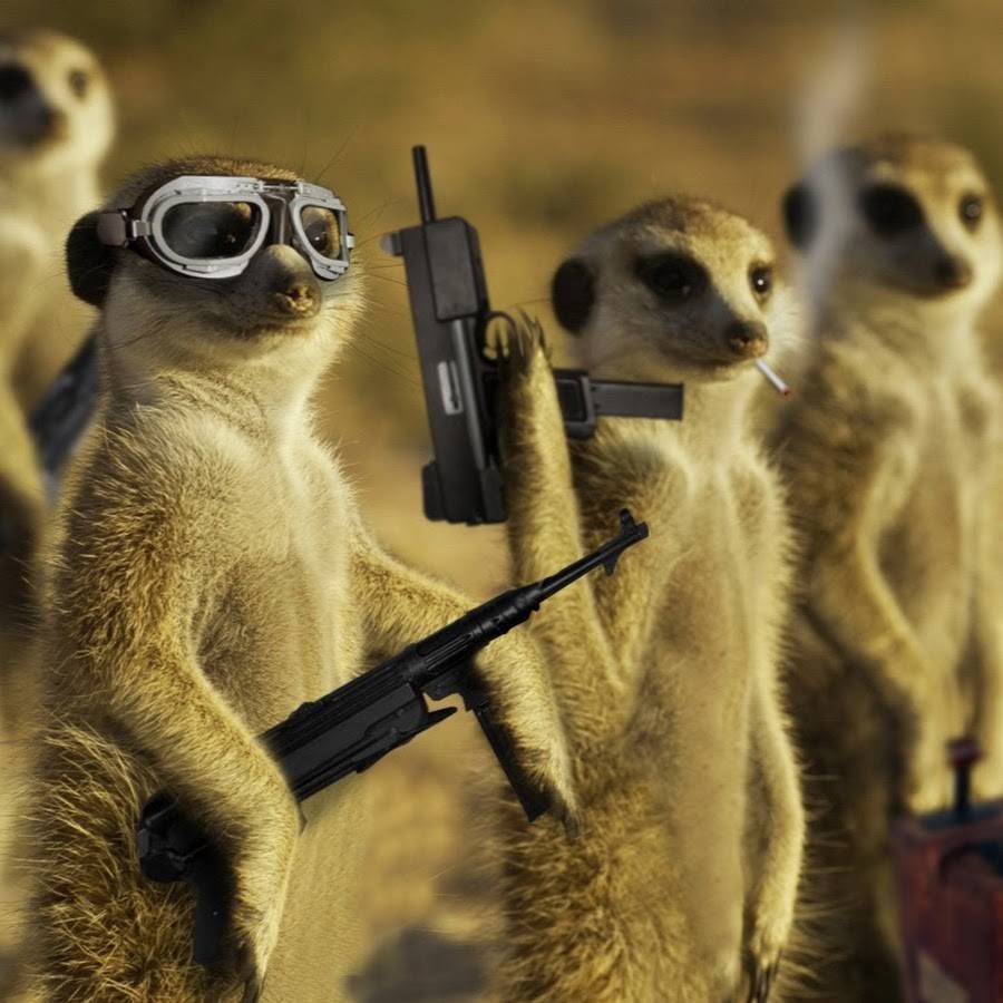 Злой сурикат