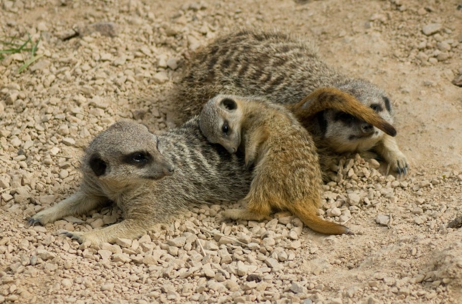 Сонный сурикат