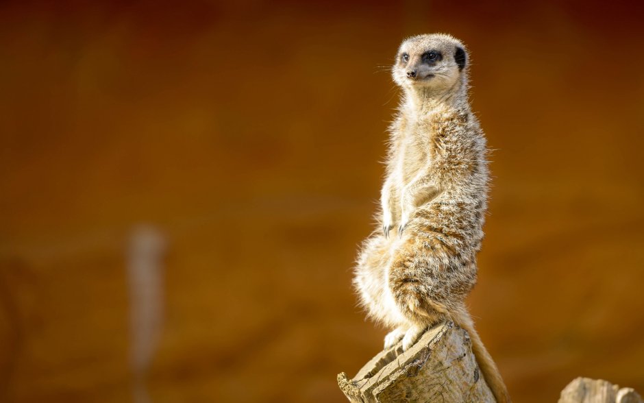 Карликовый сурикат