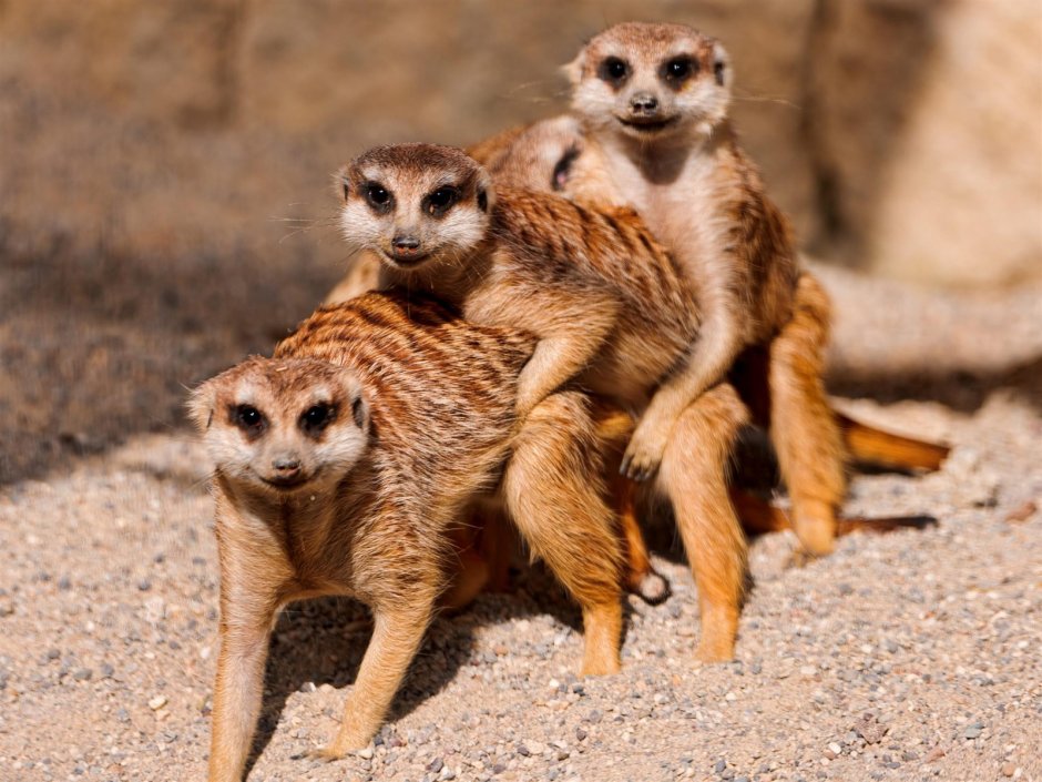 Смешные сурикаты