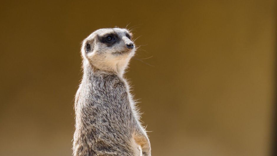 Billy the Meerkat animals United