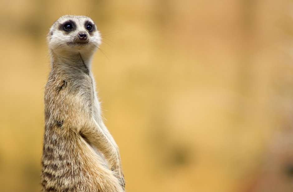 Сурикат с цветами