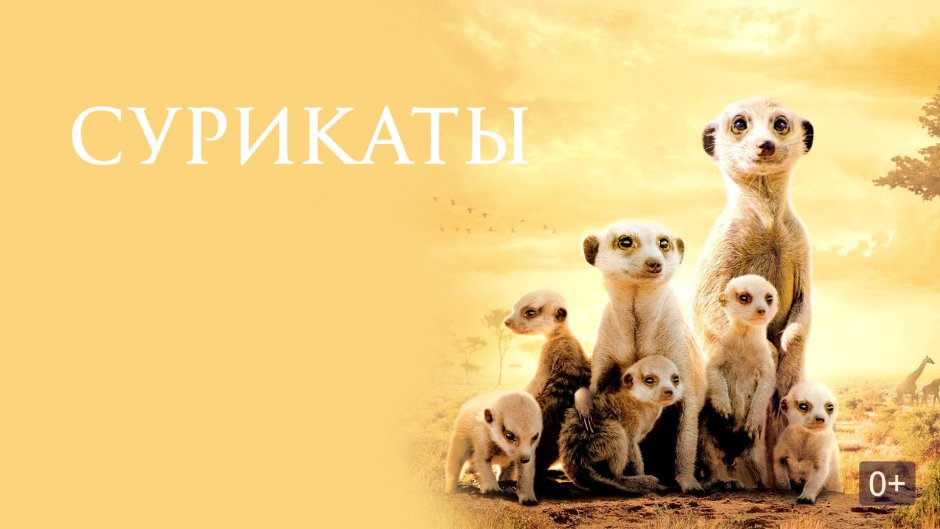 Сурикат рост