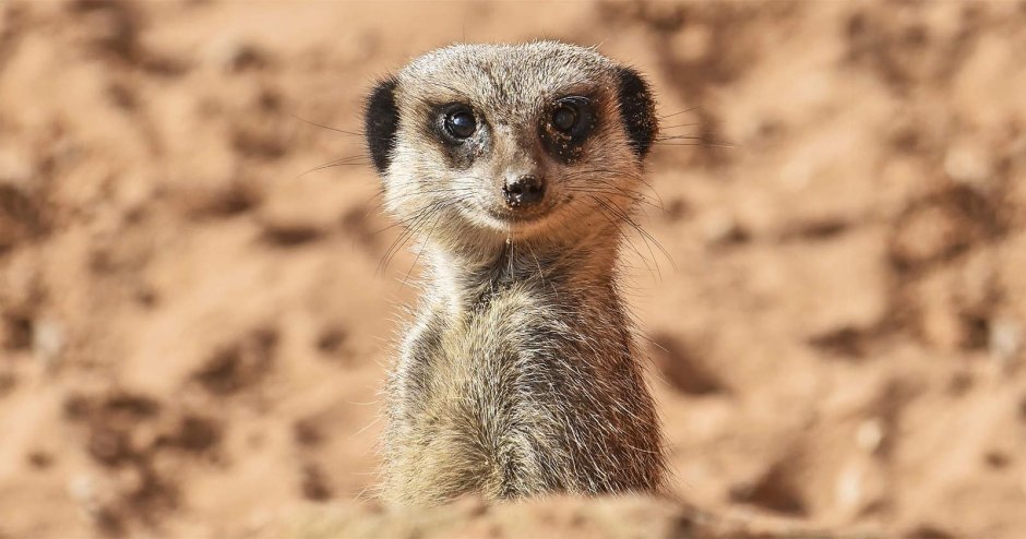 Сурикат черный