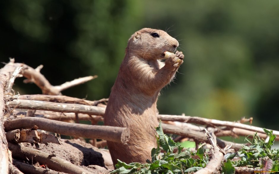 Сурикаты питание